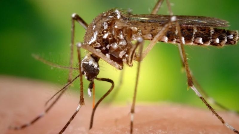 Avanza dengue: 5 nuevos casos