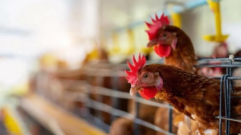 Por la gripe aviar: más de 20 mil gallinas murieron en una granja