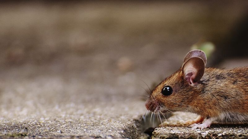 Hantavirus: síntomas y medidas de prevención