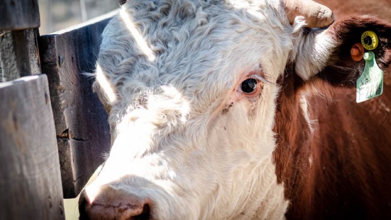Se convoca a Beca Estudiantil Universitaria para el INTA Catamarca