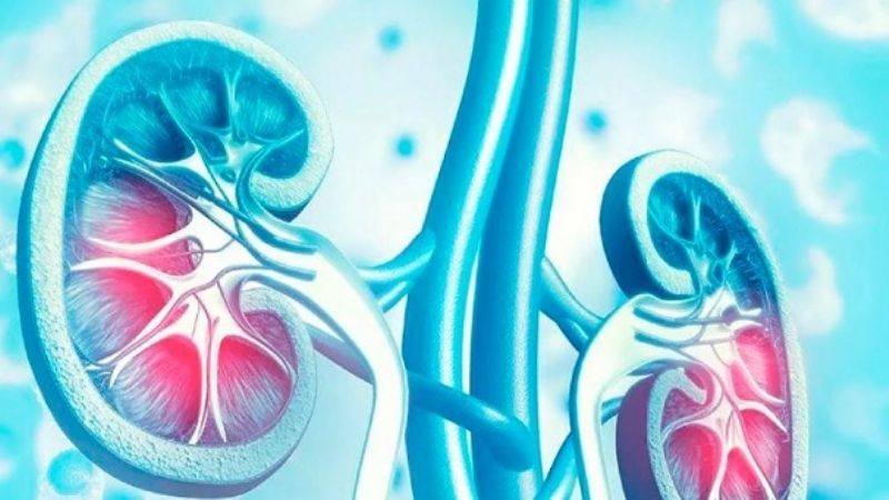 Casi 500.000 argentinos padecen enfermedad renal crónica y aún no lo saben