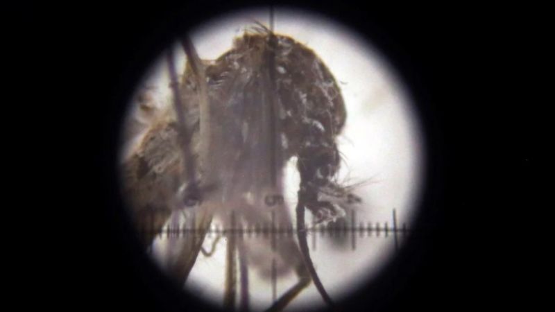 Descubren el secreto que hace tan eficaz al mosquito para contagiar la enfermedad