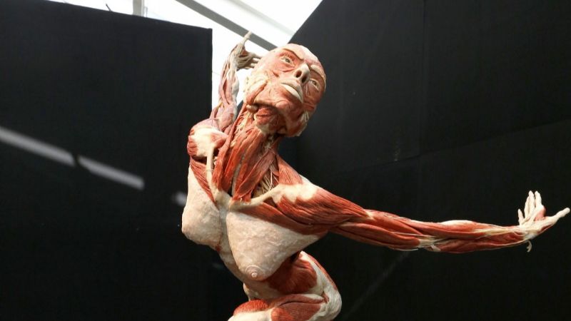 Muestra Interactiva “El maravilloso mundo del cuerpo humano”