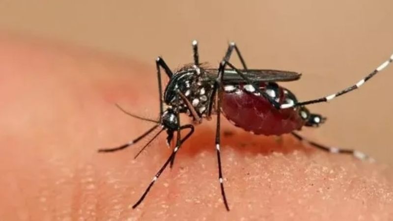 Confirmaron la primera muerte por dengue en la ciudad de Santa Fe
