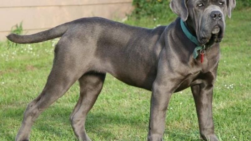 Apuñaló al perro de su cuñada