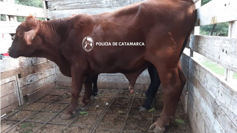 Faena y transporte de vacunos de manera irregular