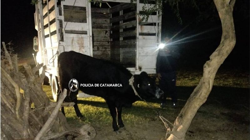 Faena y transporte de vacunos de manera irregular