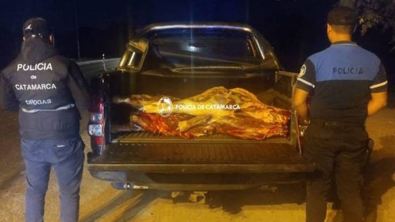 Faena y transporte de vacunos de manera irregular