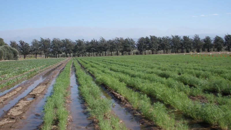 El INTA Catamarca inscribió una variedad de comino única a nivel nacional