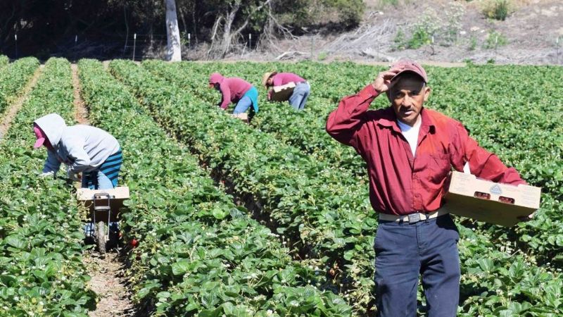 Prestación por desempleo: lanzan servicio de Whatsapp para trabajadores rurales