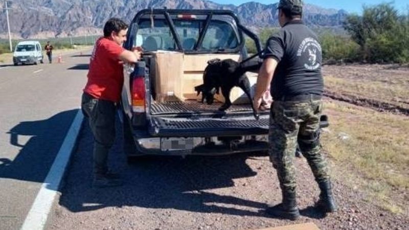 Secuestran droga en Tinogasta y Belén