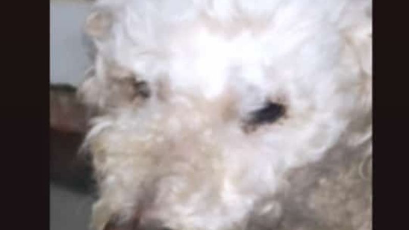 Desesperada búsqueda de una perrita