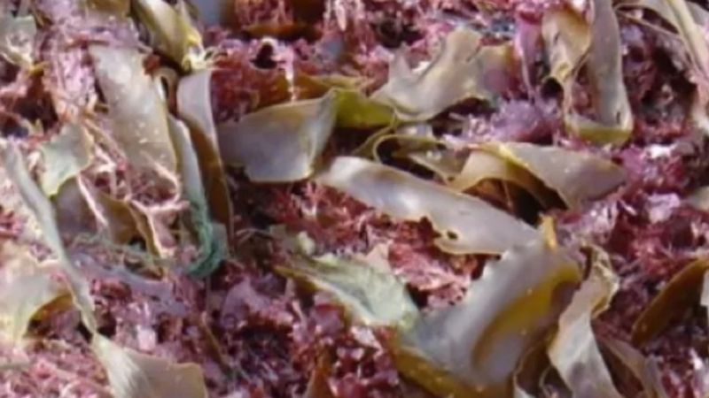 Un alimento "milagroso" para bajar de peso, famoso en redes sociales, alarma a los médicos