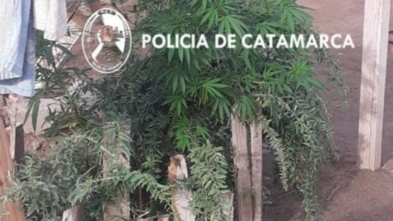 Incautan plantas de marihuana