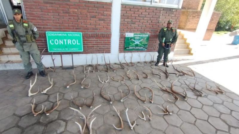 Incautan más de 128 kilos de coca y 57 astas de ciervo