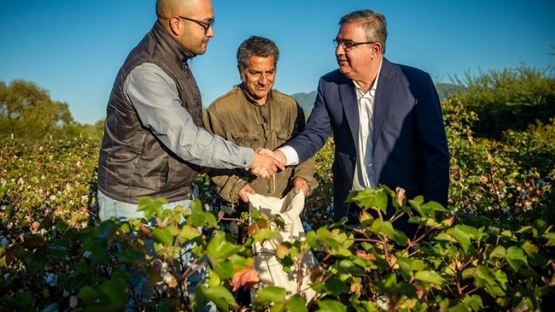 Buenos rendimientos en los primeros ensayos de cultivo de algodón