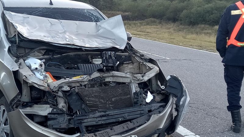 Chocó con un animal suelto