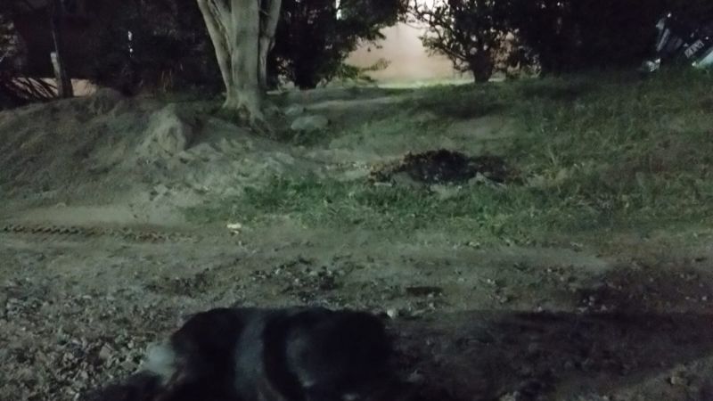 Preocupa matanza de perros