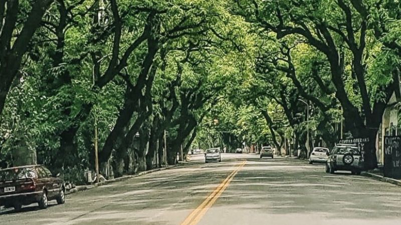 Valle Viejo: hoy inician los trabajos de poda en Av. Pte. Castillo