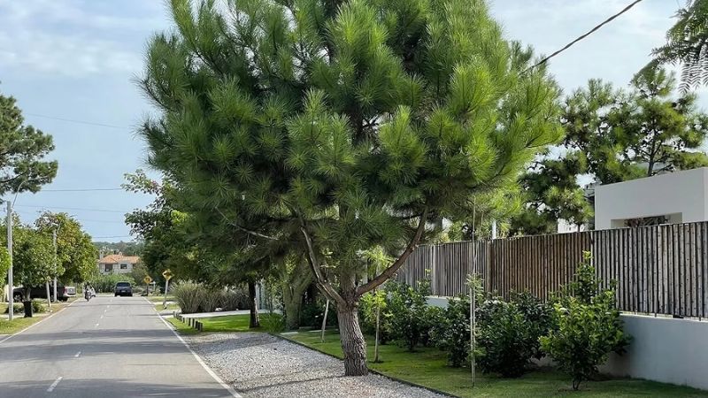 Bielsa ocupará un complejo exclusivo, de vanguardia