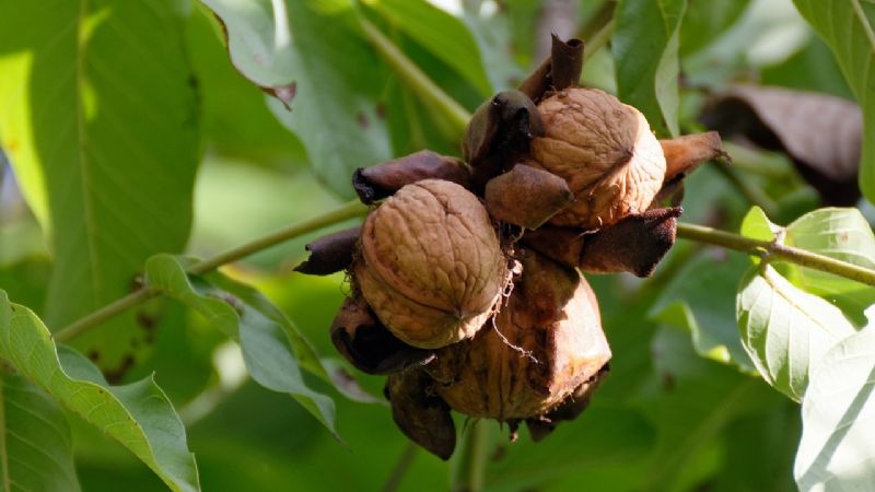 Buscan alternativas para ampliar el mercado de la producción nogalera