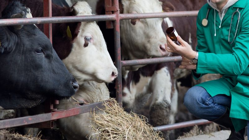 Medidas sanitarias: arranca la campaña de vacunación ganadera en Pomán