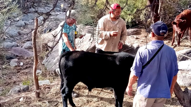 Medidas sanitarias: arranca la campaña de vacunación ganadera en Pomán