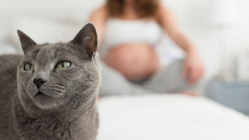 Toxoplasmosis en el embarazo: ¿Qué hacer para evitar esta infección?