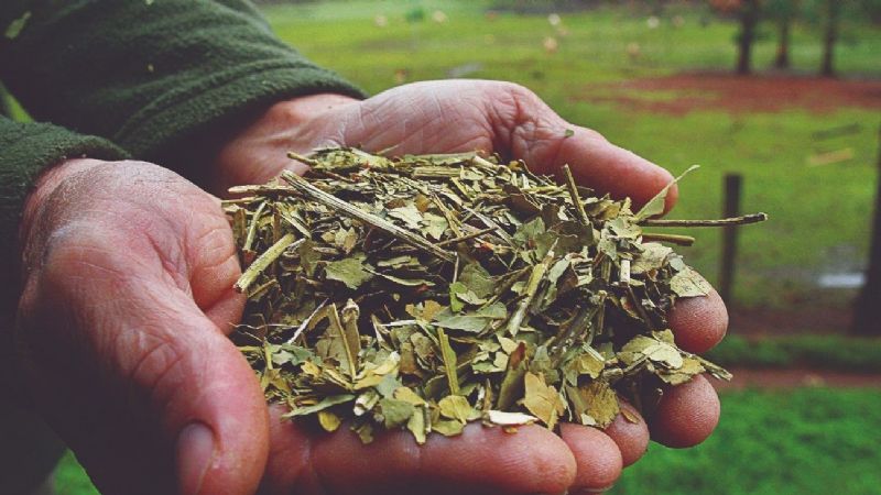 Economías regionales: incluyeron a la yerba mate en el dólar agro