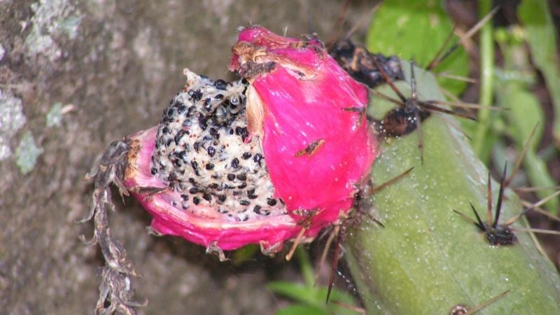 Frutos nativos de Catamarca que podrían conquistar el mercado