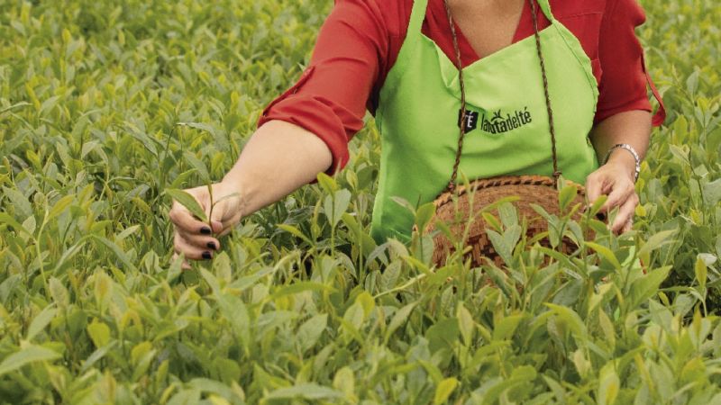 Misiones celebra los 100 años del Té con la Expo Té Argentina
