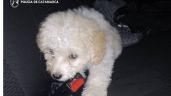 Efectivos logran recuperar a un perro, que había sido sustraído