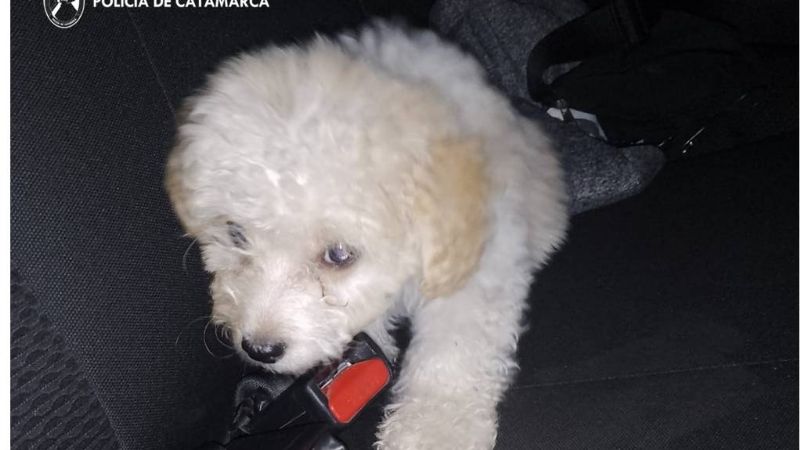 Efectivos logran recuperar a un perro, que había sido sustraído