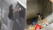 Abandonó a su perra en un contenedor: solicitan elevar la causa a juicio oral
