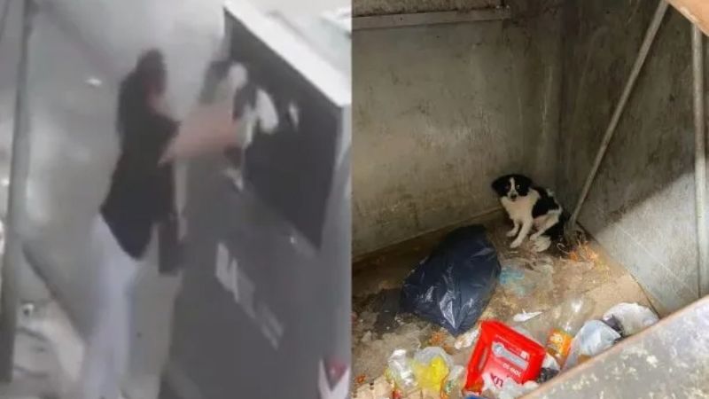 Abandonó a su perra en un contenedor: solicitan elevar la causa a juicio oral