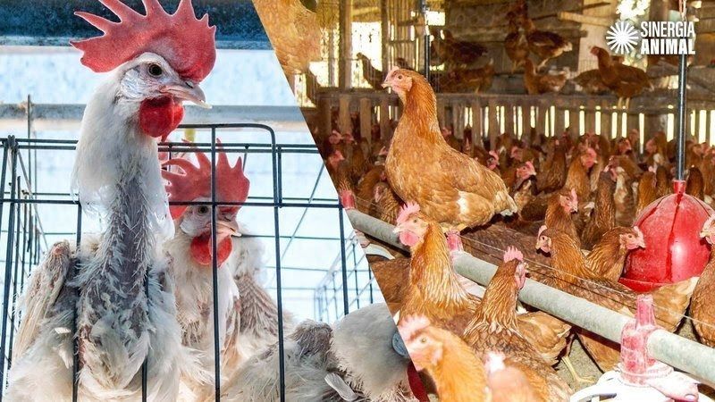 Ley de etiquetado de Huevos en Argentina