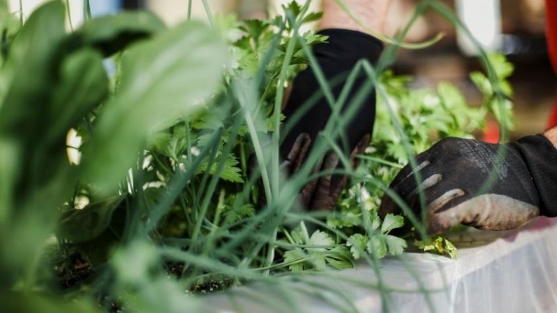 Capacitan a docentes para el cultivo agroecológico en escuelas