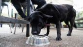 Capital: presentan proyecto para declarar "Lugares amigables con las mascotas"