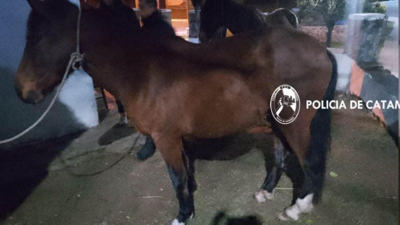 Secuestran animales sueltos en El Alto