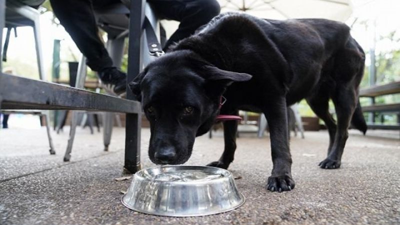 Capital: presentan proyecto para declarar "Lugares amigables con las mascotas"