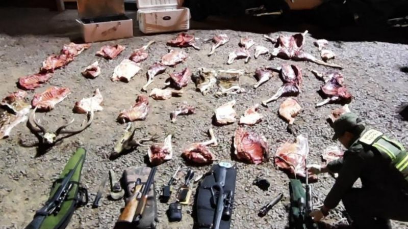 Gendarmería decomisa más de 230 kilos de animales silvestres faenados