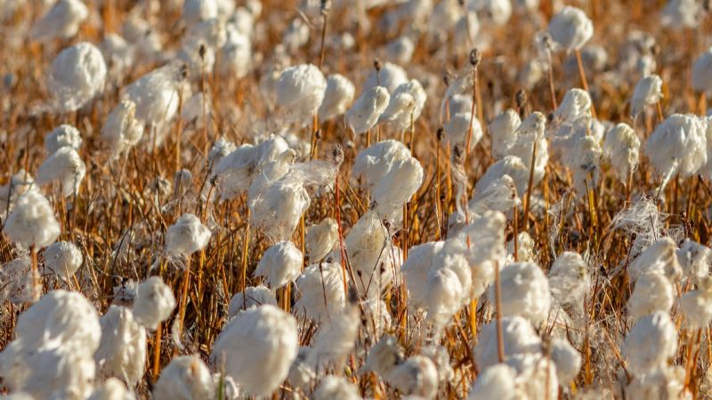 Formosa: después de diez años, volvieron a sembrar algodón en Colonia San Juan