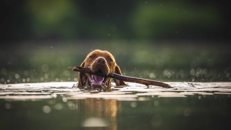 Este 2 de junio se celebra en Argentina el Día Nacional del Perro