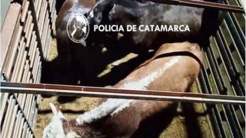 Secuestraron animales sueltos