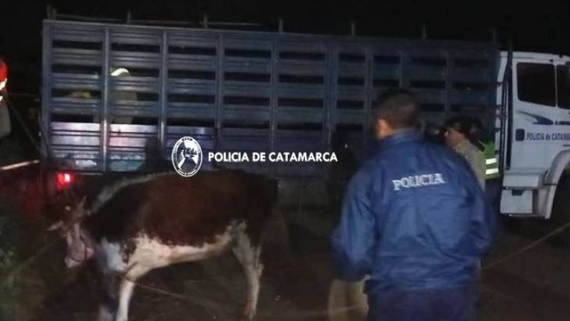 Secuestraron animales sueltos