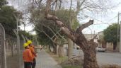 Defensa Civil realizó poda de árboles en la UNCA