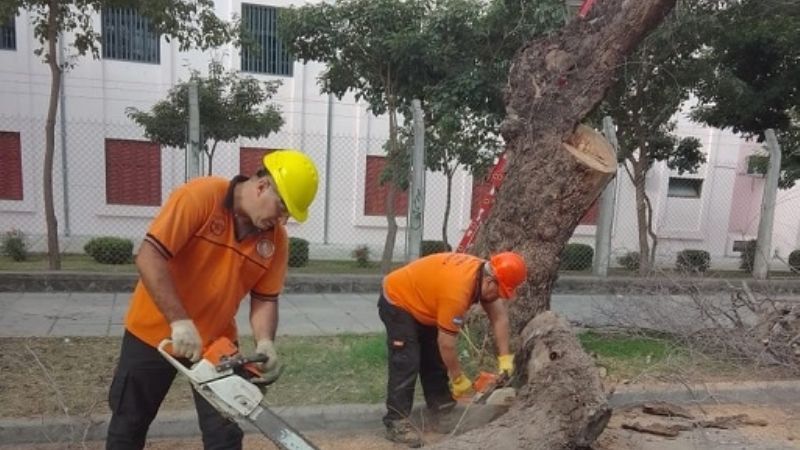 Defensa Civil realizó poda de árboles en la UNCA