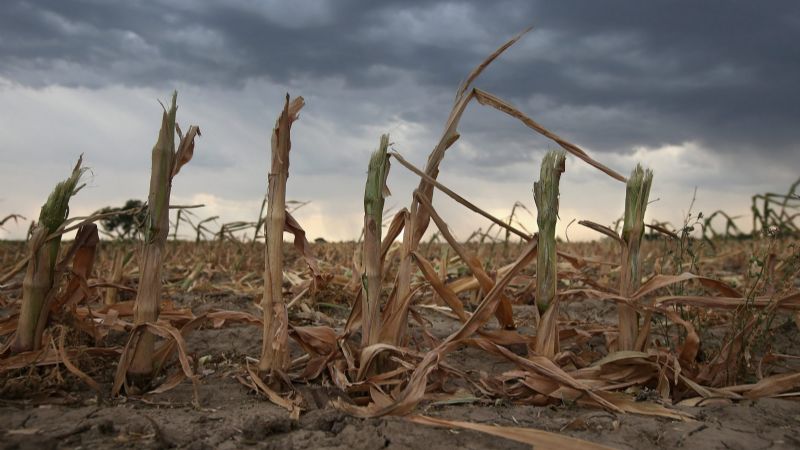 Declaran estado de emergencia agropecuaria en Jujuy, Neuquén y Salta