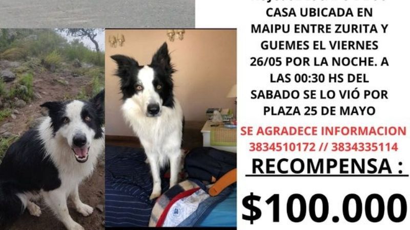 Ofrecen una recompensa de $100.000 por Teo, un perro perdido