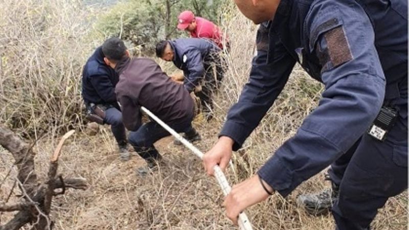 Policías rescataron a un caballo que cayó en un barranco